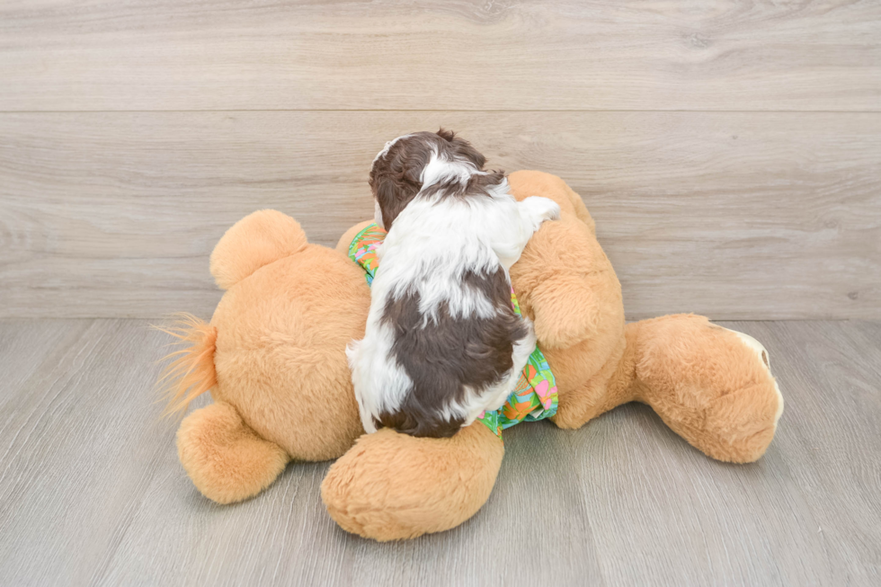 Sweet Cockapoo Baby