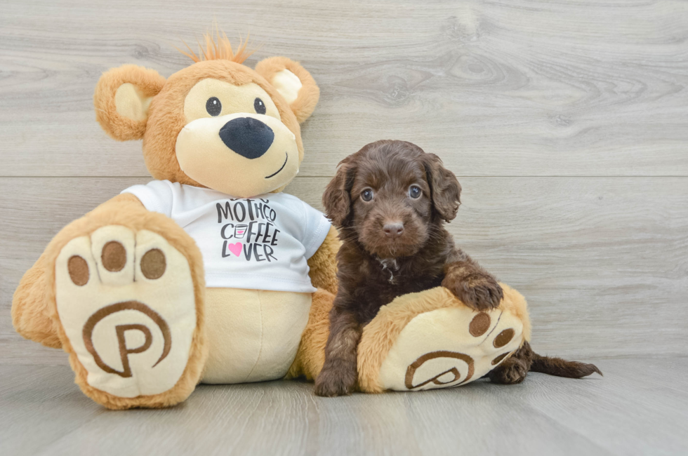 5 week old Cockapoo Puppy For Sale - Lone Star Pups