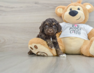 8 week old Cockapoo Puppy For Sale - Lone Star Pups
