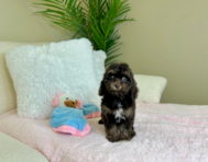 9 week old Cockapoo Puppy For Sale - Lone Star Pups