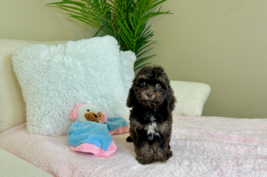 Cute Cockapoo Baby