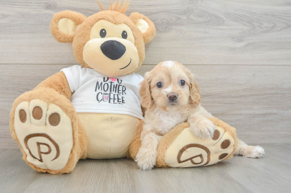 6 week old Cockapoo Puppy For Sale - Lone Star Pups