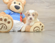 8 week old Cockapoo Puppy For Sale - Lone Star Pups