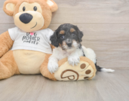 6 week old Cockapoo Puppy For Sale - Lone Star Pups