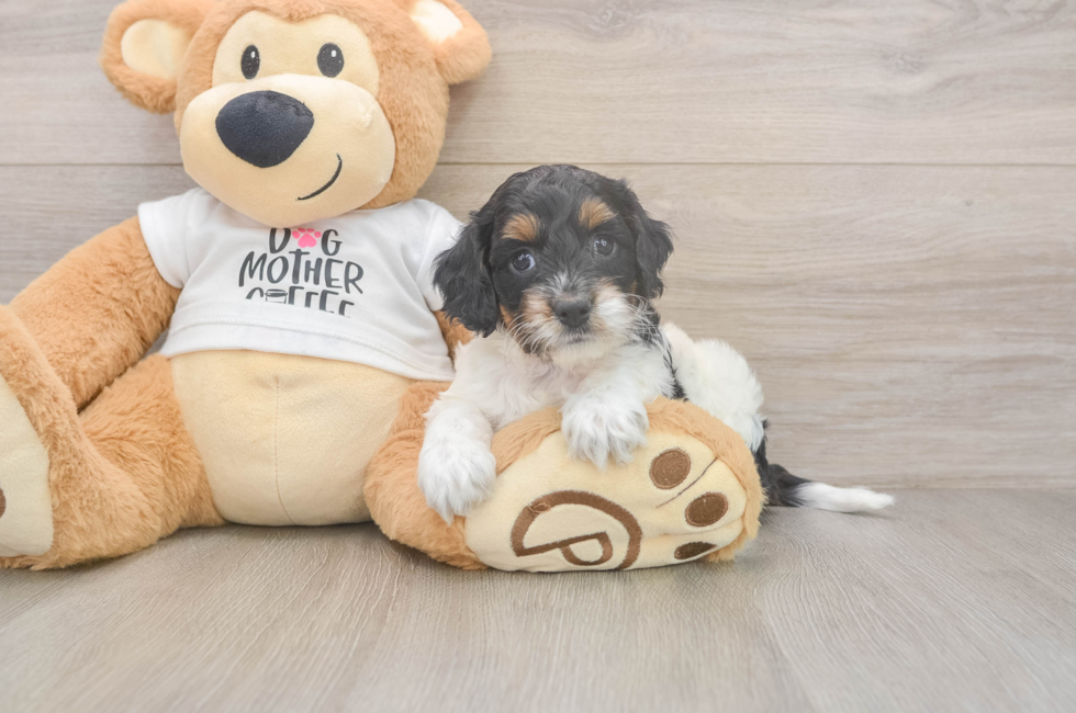 5 week old Cockapoo Puppy For Sale - Lone Star Pups