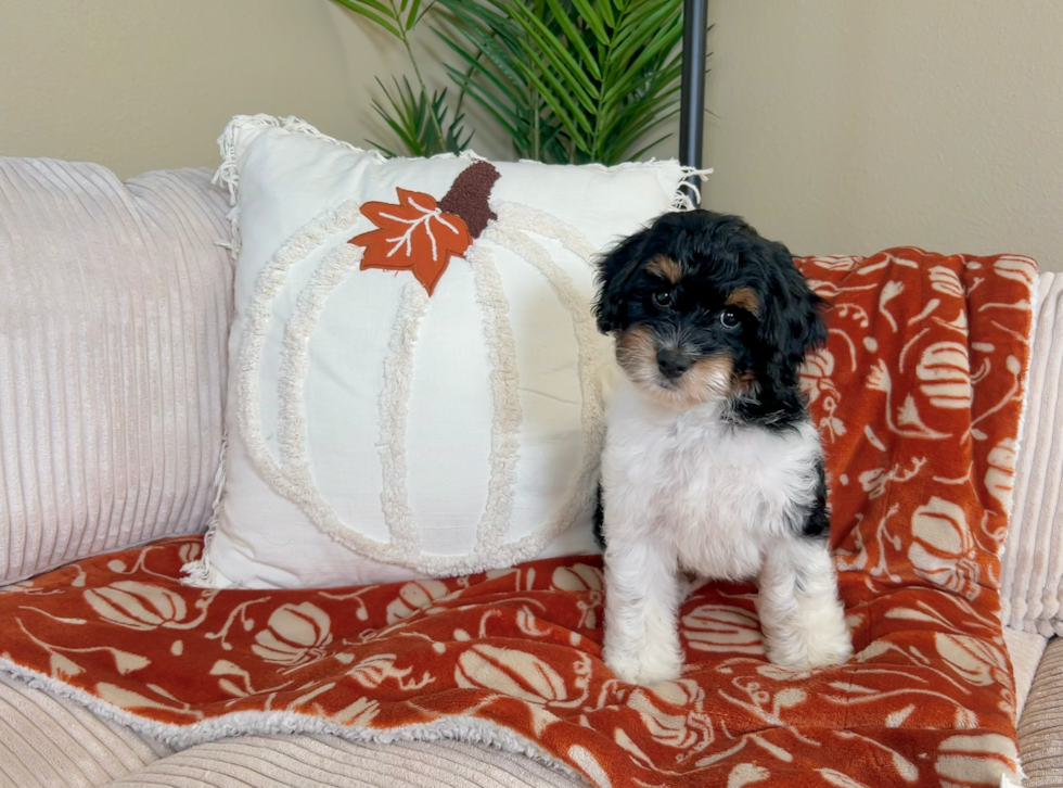 Cute Cocker Doodle Poodle Mix Puppy