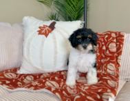9 week old Cockapoo Puppy For Sale - Lone Star Pups