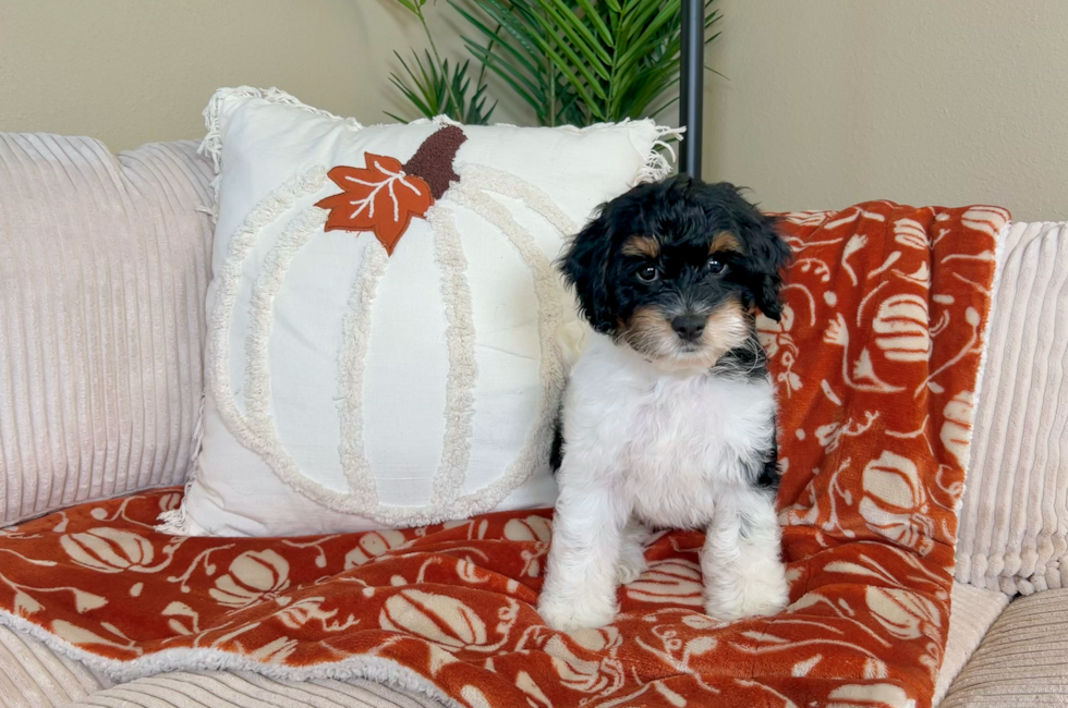 9 week old Cockapoo Puppy For Sale - Lone Star Pups