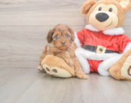 7 week old Cockapoo Puppy For Sale - Lone Star Pups