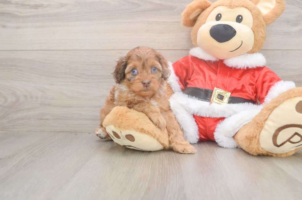 5 week old Cockapoo Puppy For Sale - Lone Star Pups