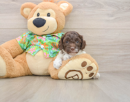 7 week old Cockapoo Puppy For Sale - Lone Star Pups