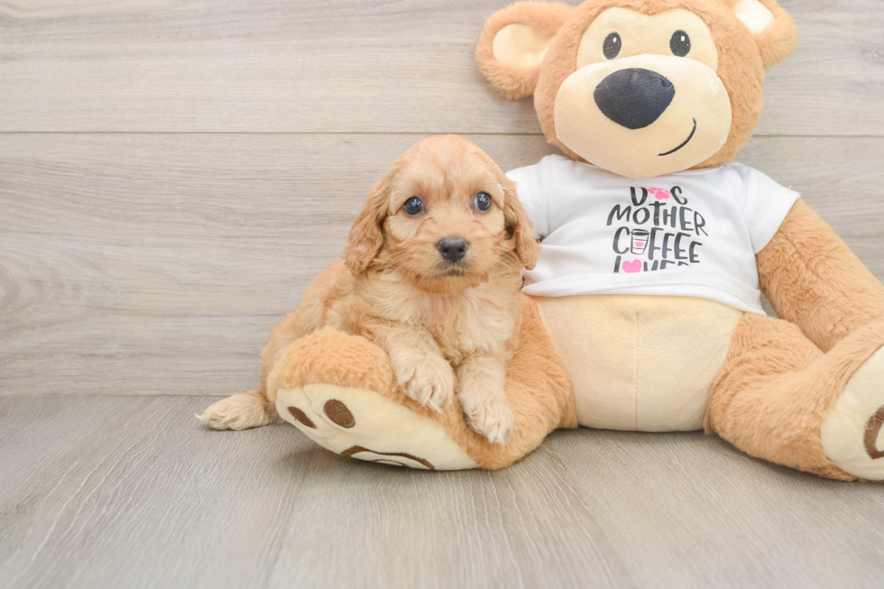 Smart Cockapoo Poodle Mix Pup