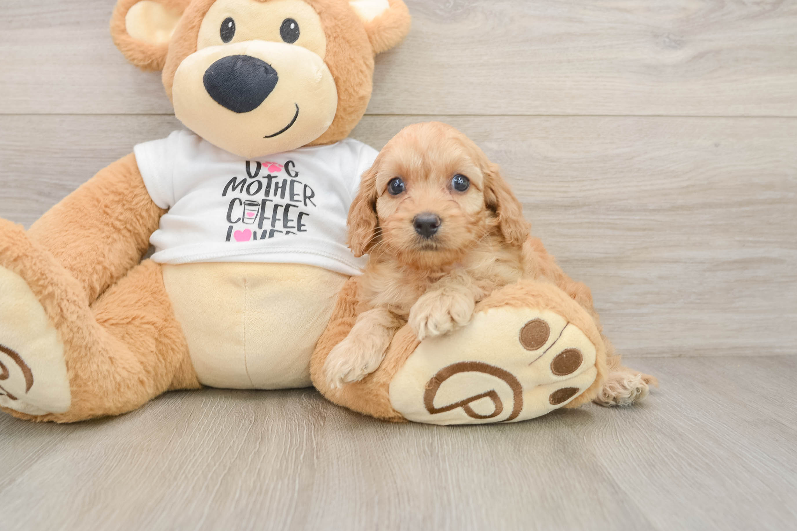 Cockapoo Pup Being Cute
