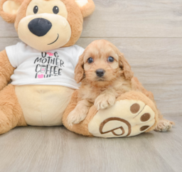 8 week old Cockapoo Puppy For Sale - Lone Star Pups