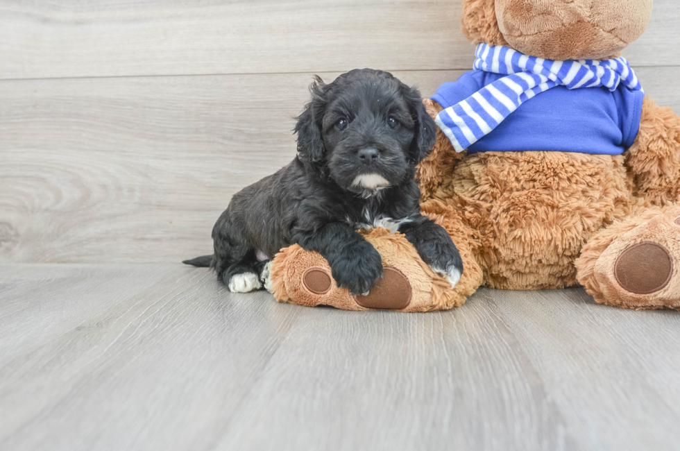 5 week old Cockapoo Puppy For Sale - Lone Star Pups
