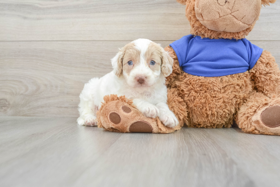 Cockapoo Pup Being Cute