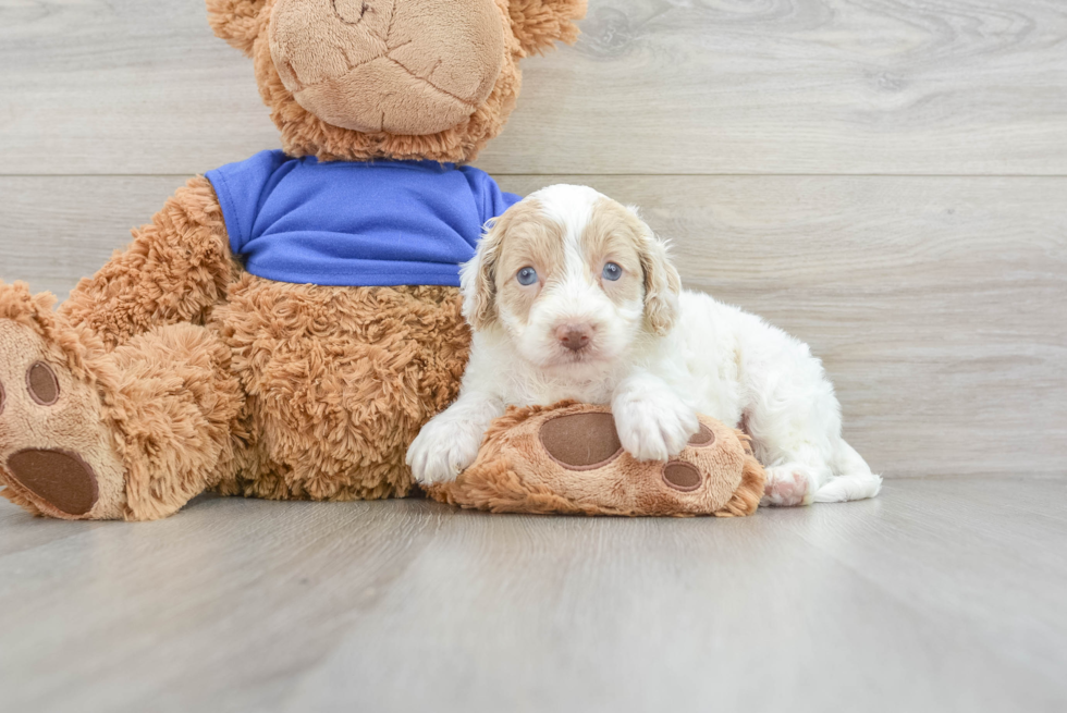 Cockapoo Puppy for Adoption