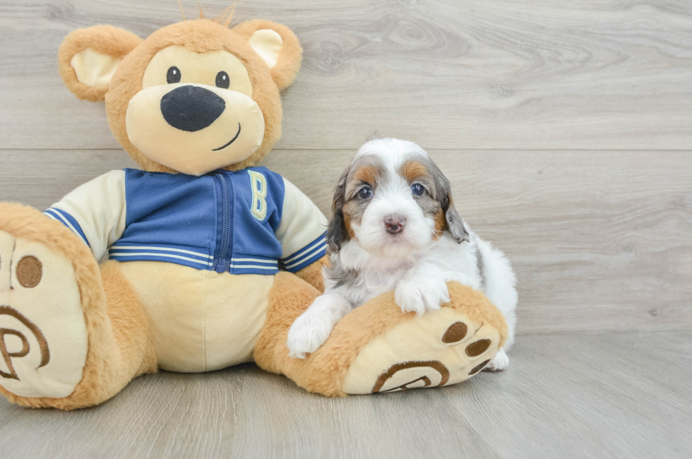 5 week old Cockapoo Puppy For Sale - Lone Star Pups