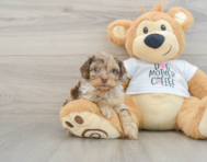 9 week old Cockapoo Puppy For Sale - Lone Star Pups