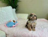 9 week old Cockapoo Puppy For Sale - Lone Star Pups