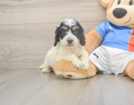 8 week old Cockapoo Puppy For Sale - Lone Star Pups