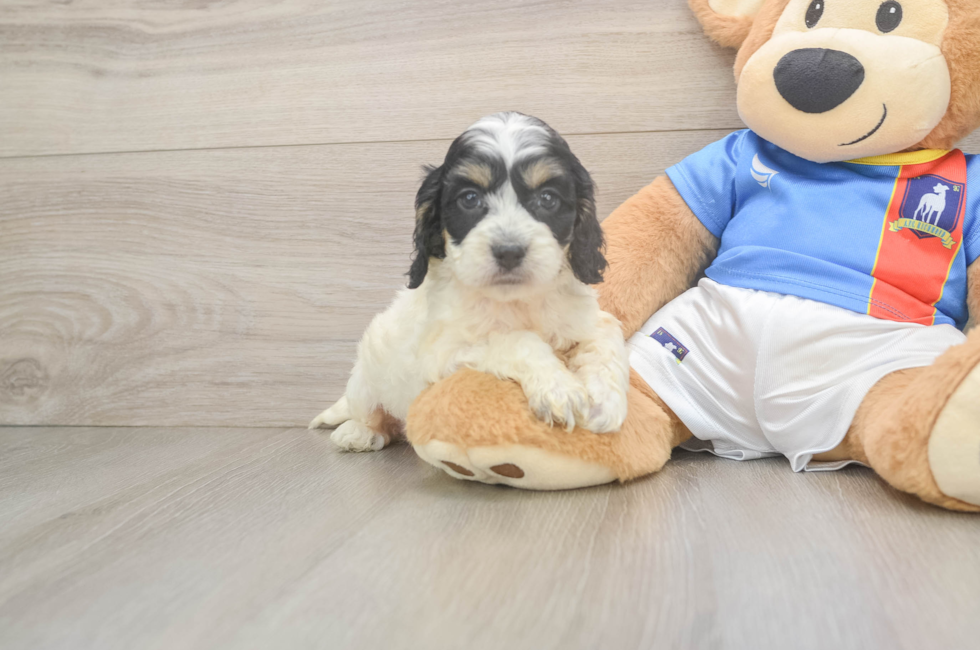 6 week old Cockapoo Puppy For Sale - Lone Star Pups