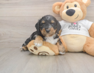 6 week old Cockapoo Puppy For Sale - Lone Star Pups
