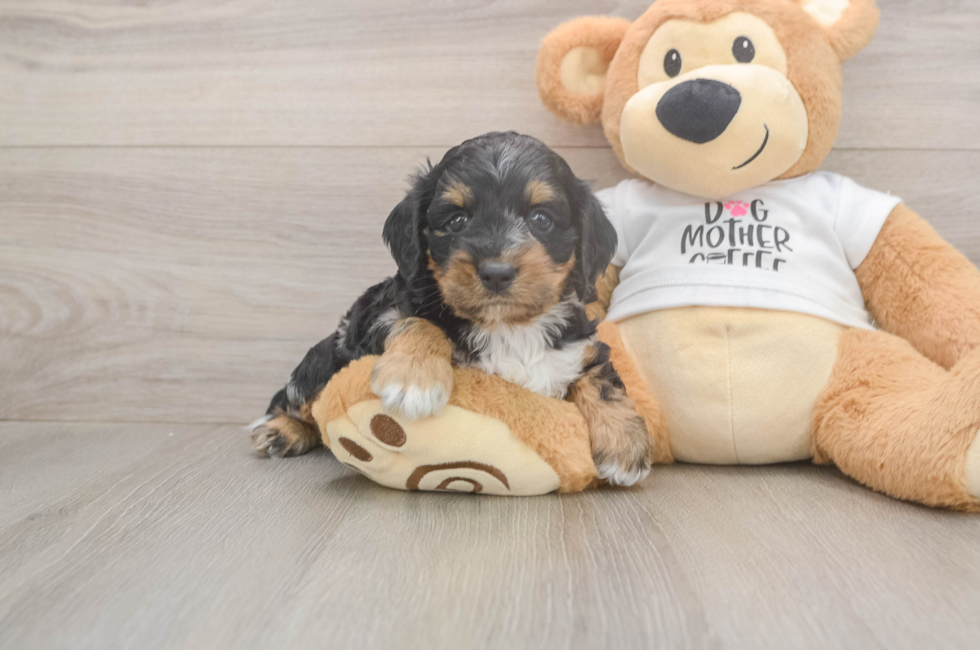 5 week old Cockapoo Puppy For Sale - Lone Star Pups