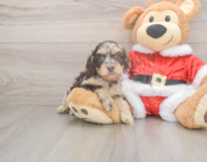 6 week old Cockapoo Puppy For Sale - Lone Star Pups
