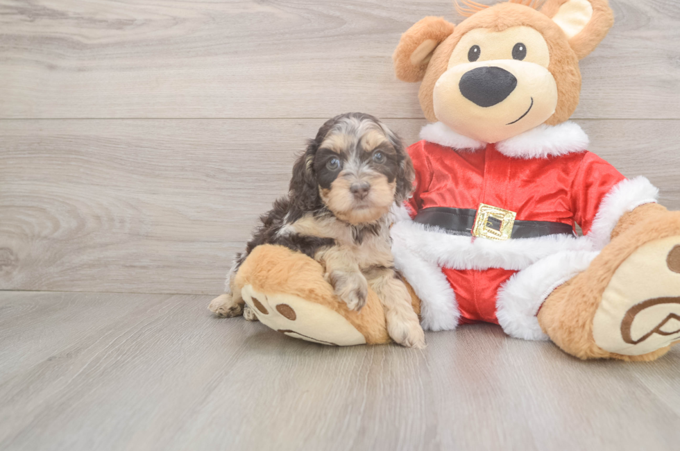 5 week old Cockapoo Puppy For Sale - Lone Star Pups