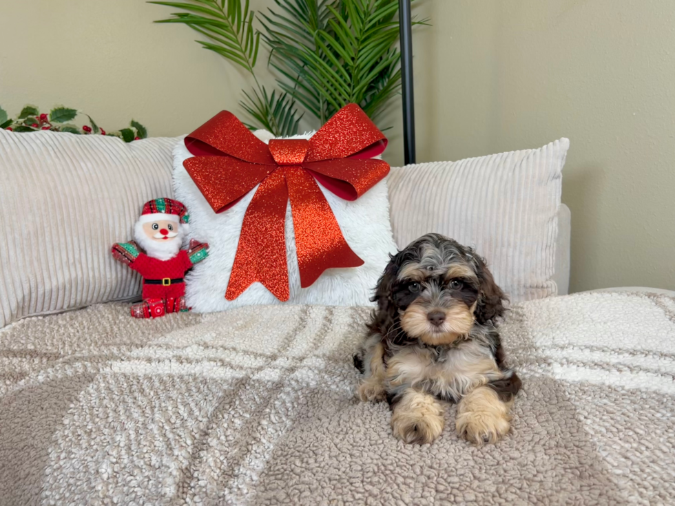 Cockapoo Pup Being Cute