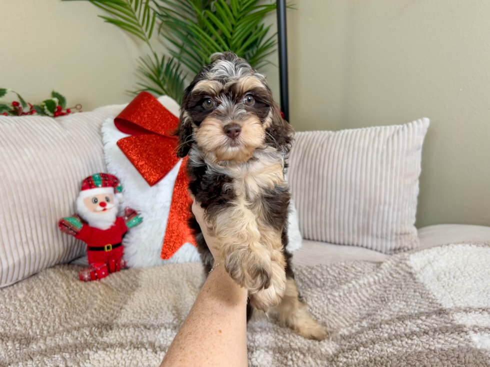 Cockapoo Puppy for Adoption