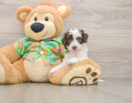 7 week old Cockapoo Puppy For Sale - Lone Star Pups