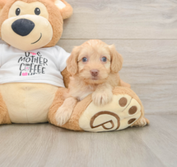 8 week old Cockapoo Puppy For Sale - Lone Star Pups