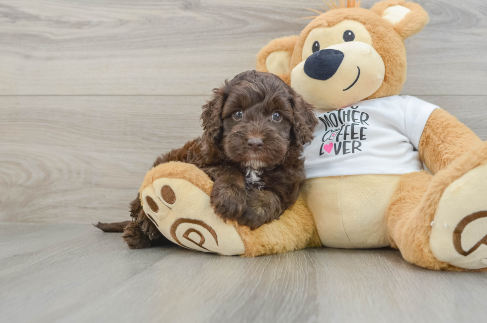 5 week old Cockapoo Puppy For Sale - Lone Star Pups