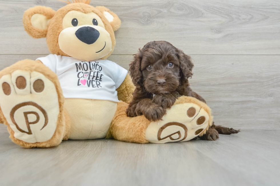 Funny Cockapoo Poodle Mix Pup