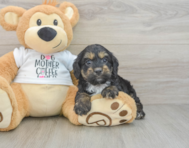 6 week old Cockapoo Puppy For Sale - Lone Star Pups
