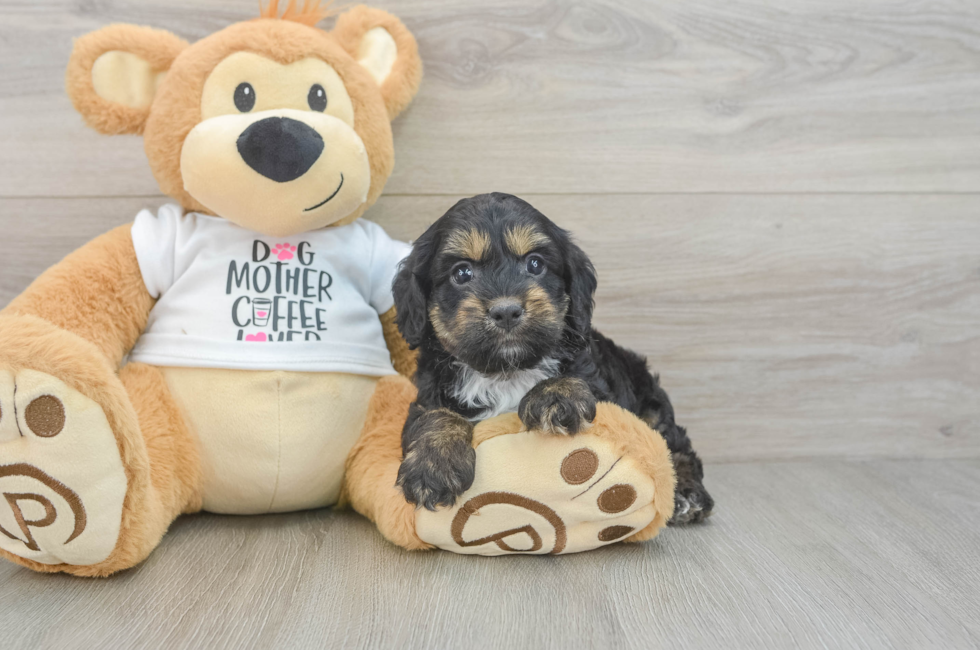6 week old Cockapoo Puppy For Sale - Lone Star Pups