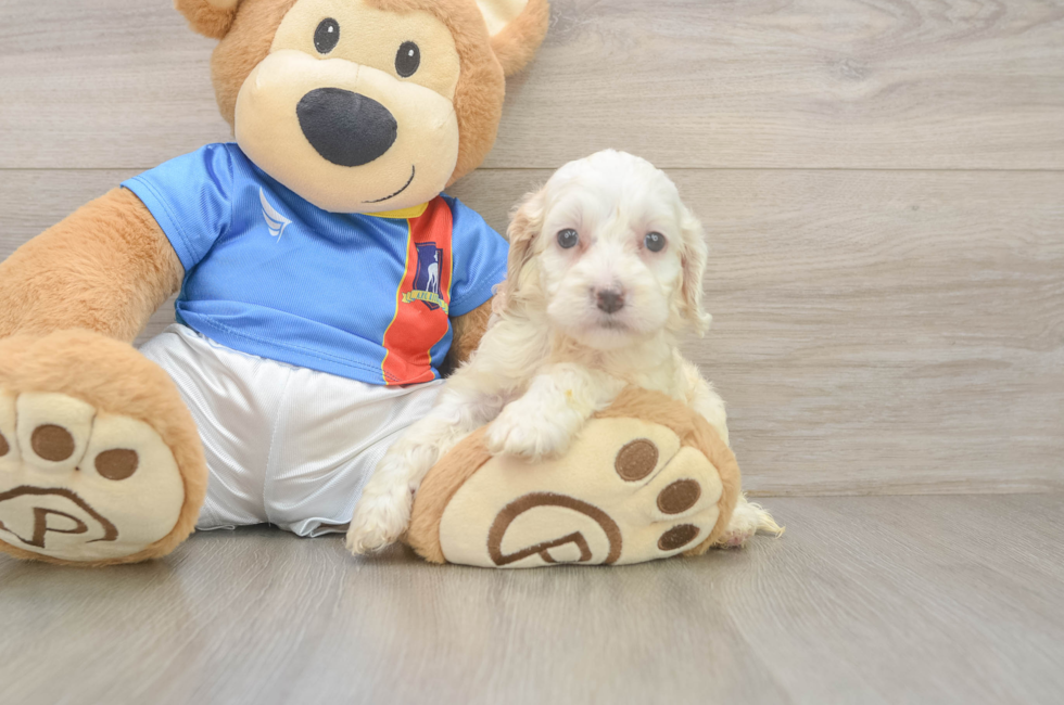 6 week old Cockapoo Puppy For Sale - Lone Star Pups