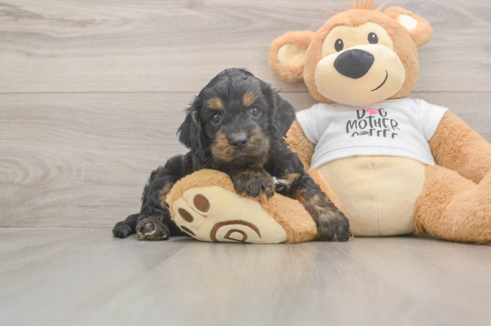 5 week old Cockapoo Puppy For Sale - Lone Star Pups