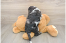 Energetic Cocker Doodle Poodle Mix Puppy