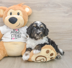 8 week old Cockapoo Puppy For Sale - Lone Star Pups