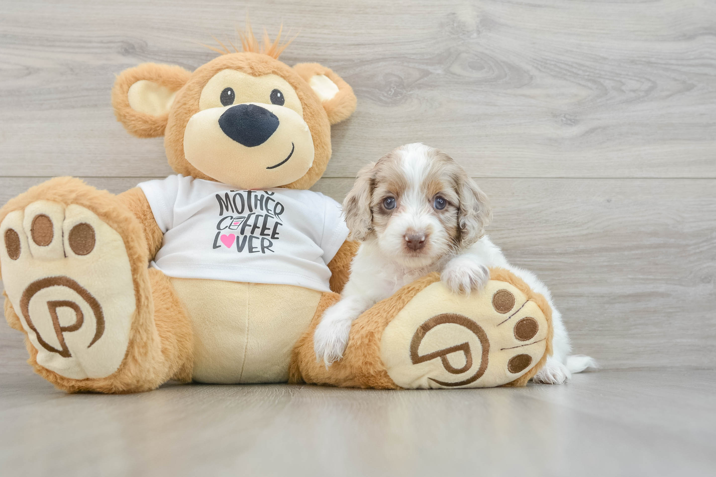 Best Cockapoo Baby