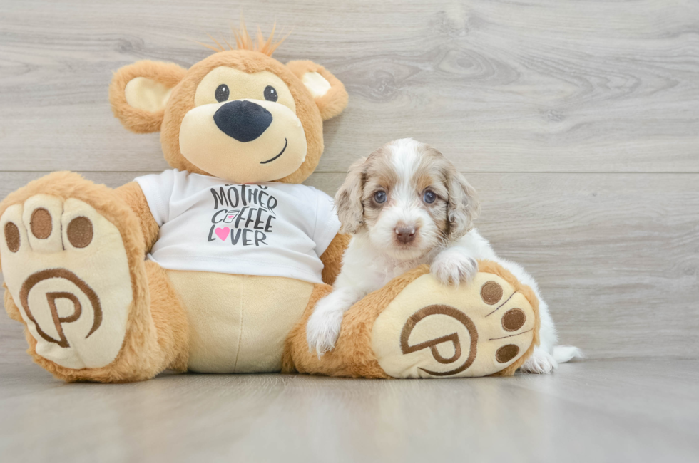 5 week old Cockapoo Puppy For Sale - Lone Star Pups