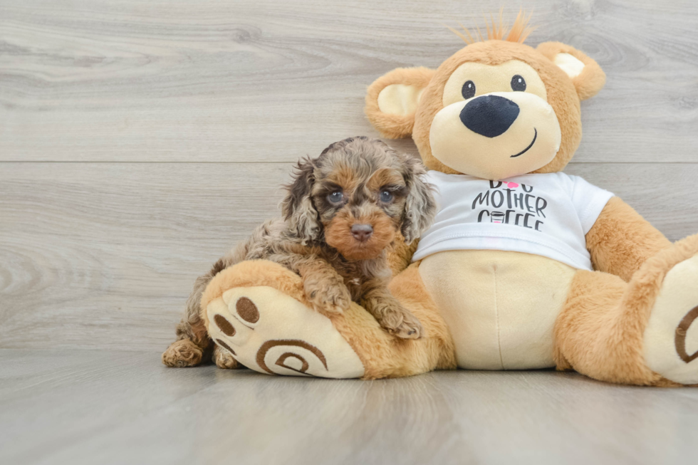 Popular Cockapoo Poodle Mix Pup