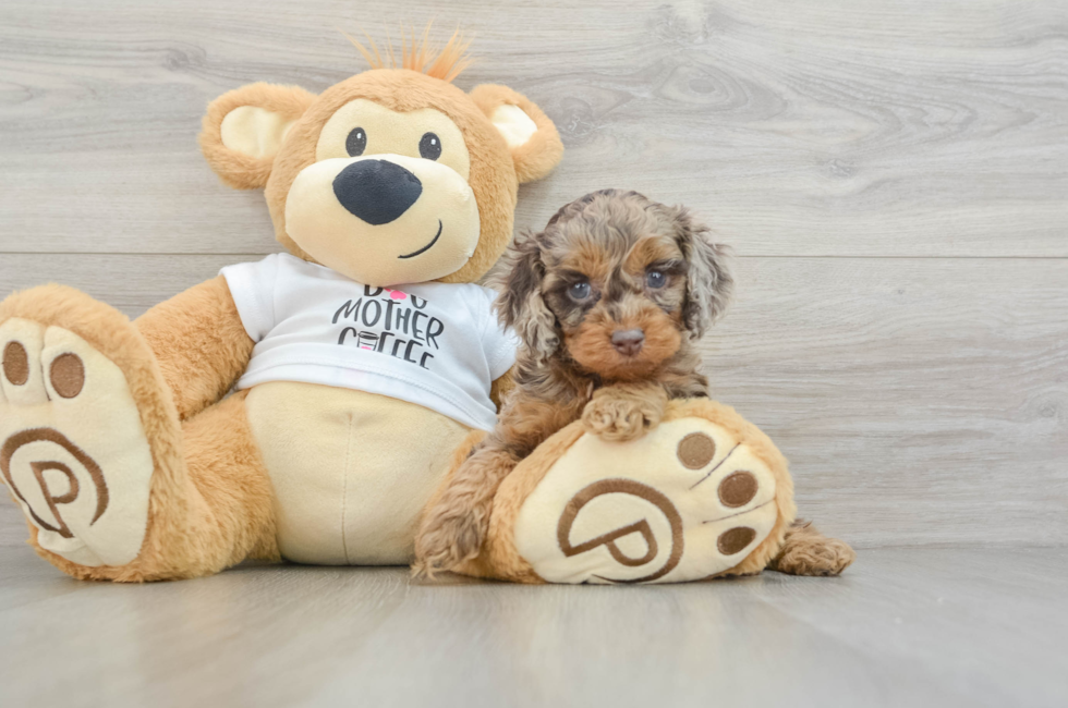 5 week old Cockapoo Puppy For Sale - Lone Star Pups