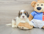 8 week old Cockapoo Puppy For Sale - Lone Star Pups