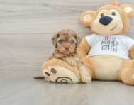 9 week old Cockapoo Puppy For Sale - Lone Star Pups