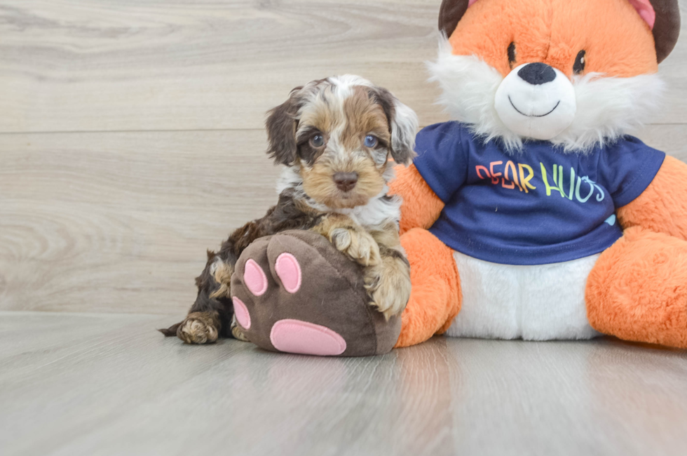 5 week old Cockapoo Puppy For Sale - Lone Star Pups