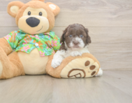 5 week old Cockapoo Puppy For Sale - Lone Star Pups